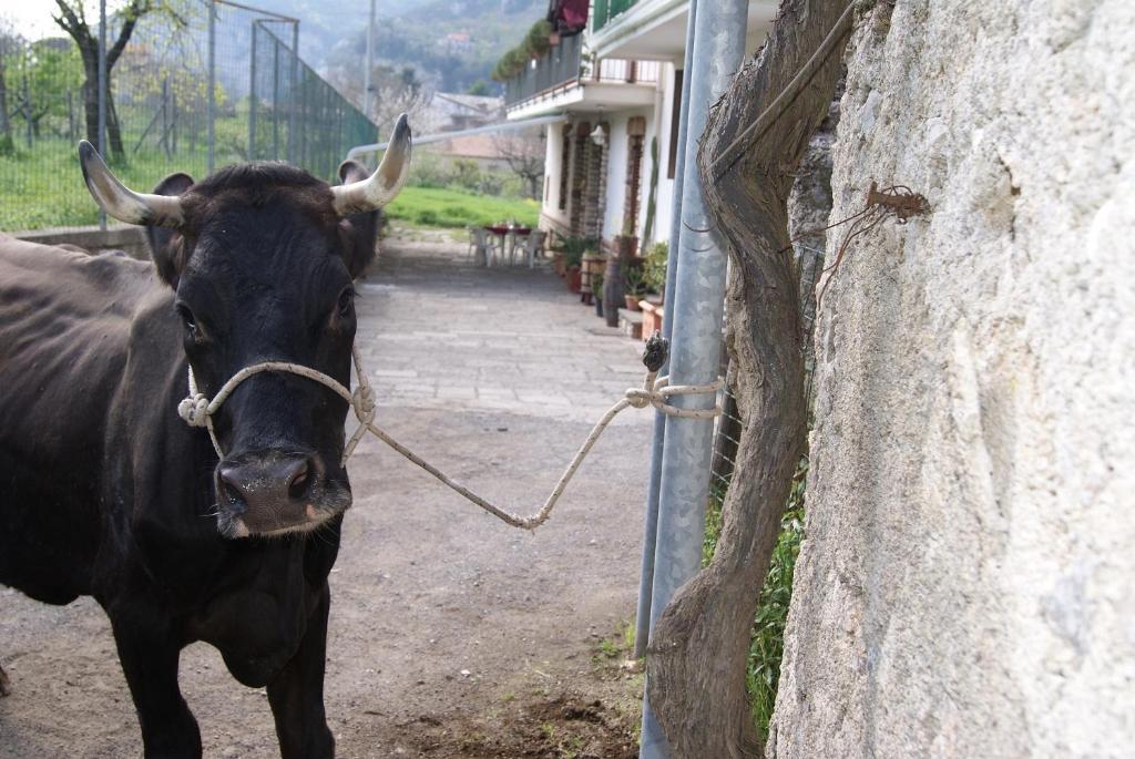 בית הארחה אג'רולה 	Agriturismo Sentiero Dei Sapori מראה חיצוני תמונה
